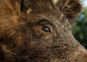 VIDEO Divlja svinja zalutala nadomak Splita