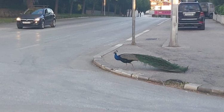 VIDEO I paun ima svoj đir. Svojim ‘šepurenjem’ zaustavio promet