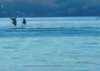 VIDEO Jato dupina izvodilo “akrobacije” pred Stobrečom, ljudi su oduševljeno gledali
