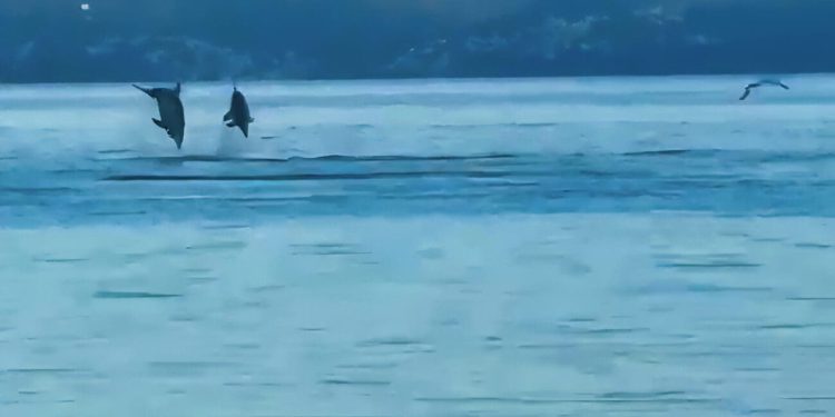 VIDEO Jato dupina izvodilo “akrobacije” pred Stobrečom, ljudi su oduševljeno gledali