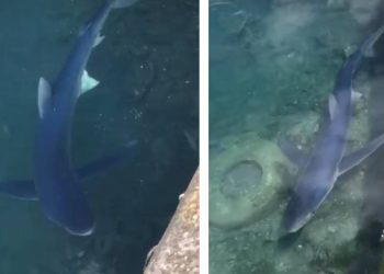 VIDEO Morski pas modrulj snimljen pored rive u Trstu