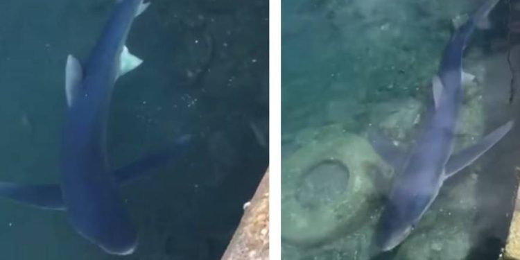 VIDEO Morski pas modrulj snimljen pored rive u Trstu