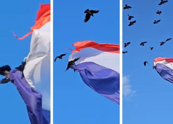 VIDEO Nevjerojatan prizor s vrha Marjana: Vrana se zaplela u zastavu, ono što je uslijedilo izazvalo je tisuće reakcija