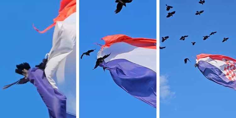 VIDEO Nevjerojatan prizor s vrha Marjana: Vrana se zaplela u zastavu, ono što je uslijedilo izazvalo je tisuće reakcija