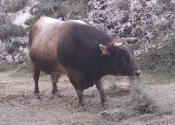 VIDEO Panika na bh. koridi, bikovi pobjegli među publiku