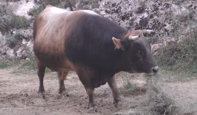 VIDEO Panika na bh. koridi, bikovi pobjegli među publiku