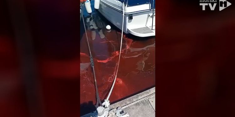 VIDEO Velika crvena masna mrlja u luci Omišalj