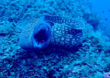 VIDEO Vrijedna akcija čišćenja podmorja oko otoka Premude: "Izgubljeni i odbačeni ribolovni alati ugrožavaju ovu oazu života!"