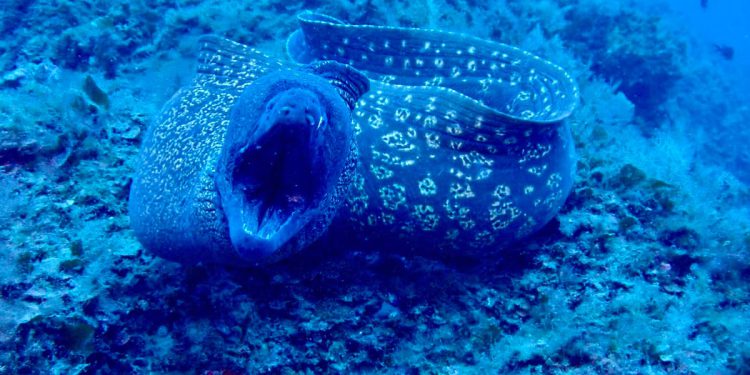 VIDEO Vrijedna akcija čišćenja podmorja oko otoka Premude: "Izgubljeni i odbačeni ribolovni alati ugrožavaju ovu oazu života!"