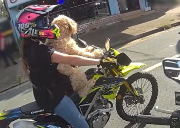 Vožnja biciklista s psom vezanim za nju povukao je policajac | Vijesti