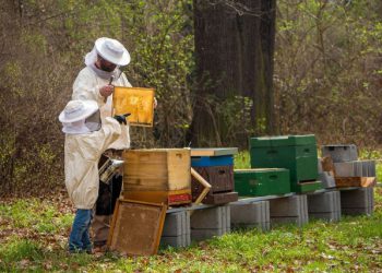 ZEMLJA MEDA BEZ MEDA Bosna i Hercegovina u tri mjeseca uvezla 149 tona, a izvezla tek mrvice