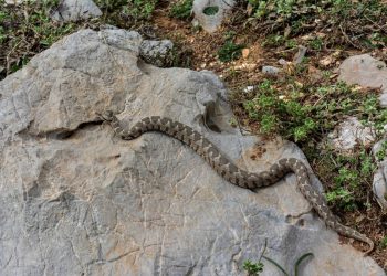 ZMIJE SE BUDE Biologinja objašnjava: “Samo tri vrste kod nas su otrovne