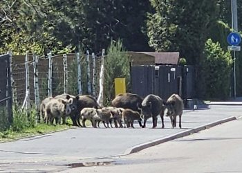 Zadarski – Brico na pedalama” kroz Poljsku: “Iznenadilo nas je