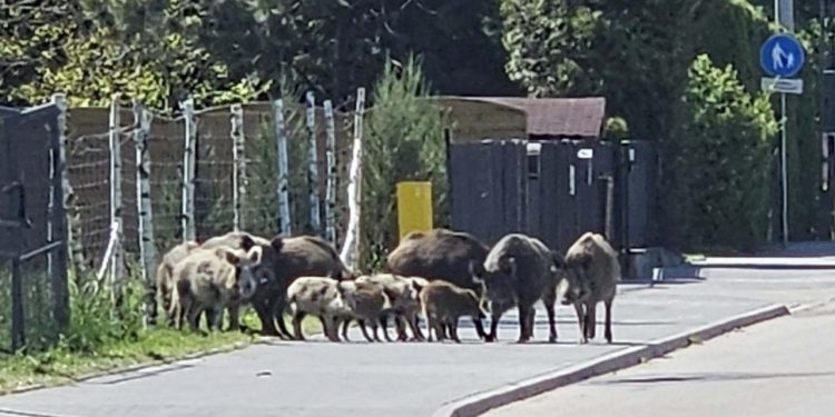 Zadarski – Brico na pedalama” kroz Poljsku: “Iznenadilo nas je