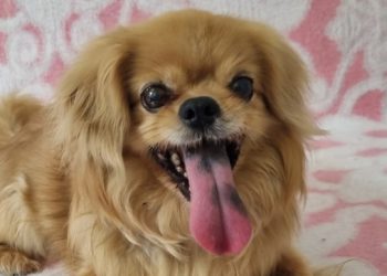 Zbog teških okolnosti stigao u azil: 13-godišnji pekinezer hitno treba dom