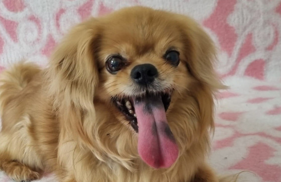 Zbog teških okolnosti stigao u azil: 13-godišnji pekinezer hitno treba dom