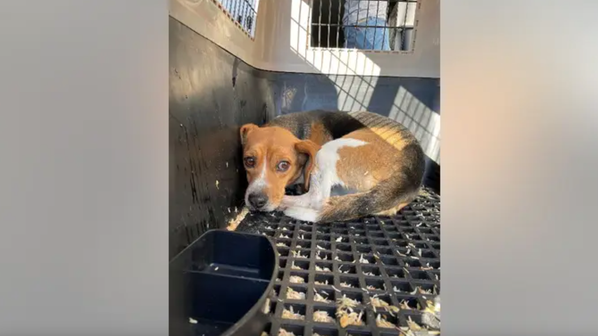 Beagle u skloništu