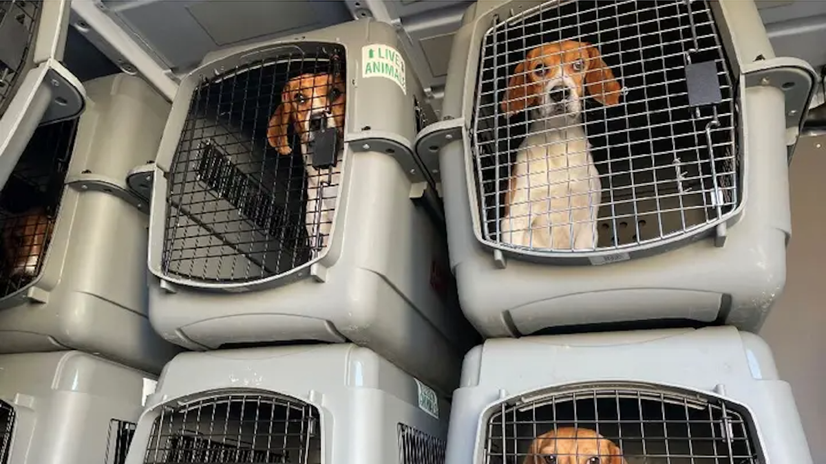 Beagles u kavezima