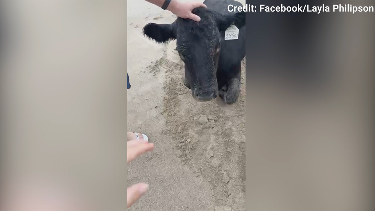 Krava se ispire na australijskoj plaži usred razornih poplava