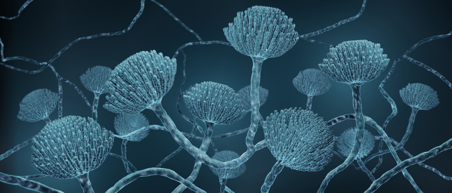 Aspergillus plijesan može uzrokovati bolest pluća
