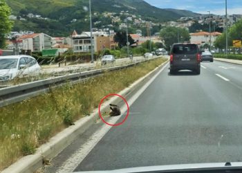 Mrtva mačka tri dana u zavoju za Žrnovnicu