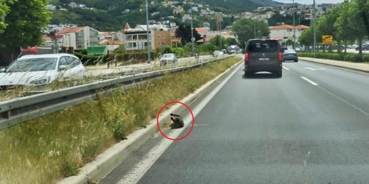 Mrtva mačka tri dana u zavoju za Žrnovnicu