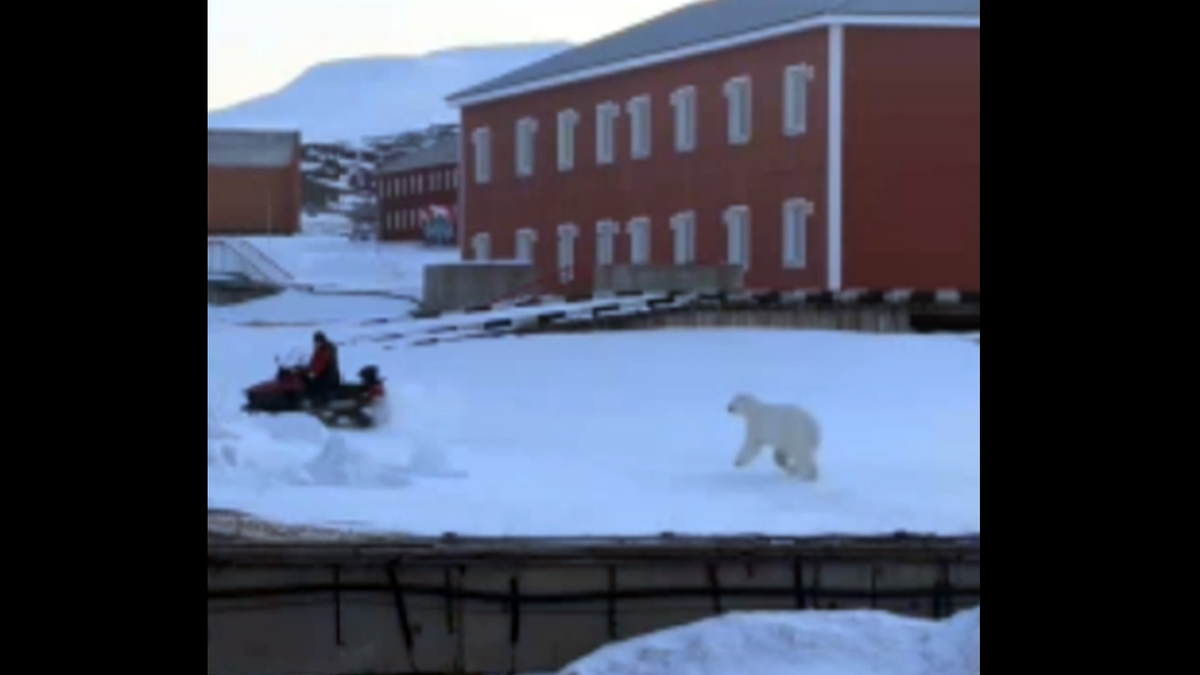 Polarni medvjed bijeg u Norveškoj