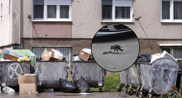 Proglašena epidemija leptospiroze u Kantonu Sarajevo