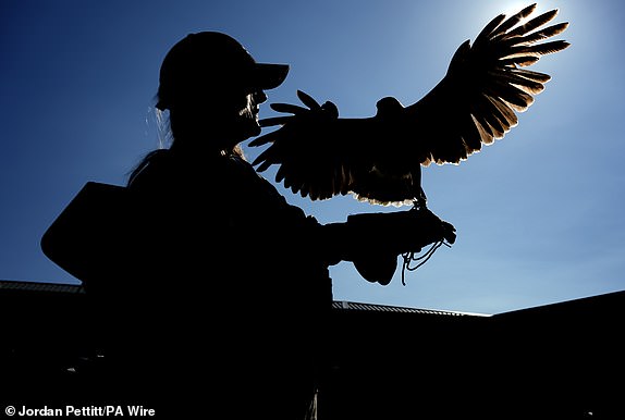 Rufus Harris's Hawk, nekada je držao golubove dalje od terena, s rukovoditeljem Donnom Davis, prvog dana prvenstva u Wimbledonu 2025. u All England Lawn Tennis i Croquet Club, London. Datum slike: ponedjeljak, 30. lipnja 2025. PA Photo. Foto -kredit treba čitati: Jordan Pettitt/PA Wire.Resticions: Samo urednička upotreba. Nema komercijalne uporabe bez prethodnog pismenog pristanka AELTC -a. Ipak samo slika koristi - nema pokretnih slika za oponašanje emitiranja. Nema supenjavanja ili uklanjanja sponzora/AD logotipa.