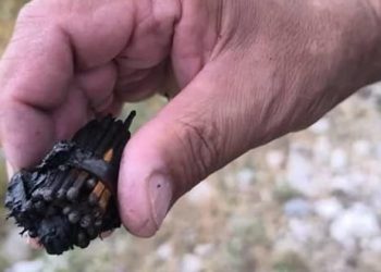 PRONAĐEN SNOP ŠIBICA Sumnja se da su ovako izazvani požari od Omiša do Makarske