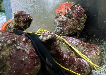 2000 GODINA POD MOREM Hrvatski Apoksiomen iz mora kod Lošinja: "Najljepši je od svih na svijetu!"