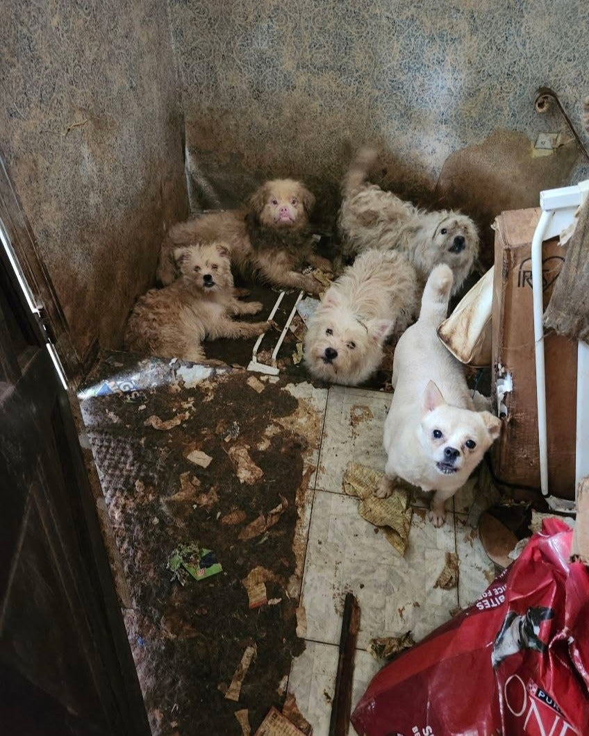 Jedan je pas rodila kad je stigla policija.