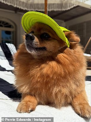 A njezin voljeni pooch hatchi koji je zaspao sunce dok je nosio simpatični šešir od vapnenog zelenog sunca