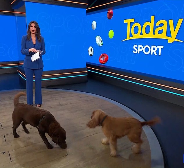 Kako bi Mark doveo svog psa na radni dan, The Today Show Sports Reporter, 34, doveo je svog voljenog ljubimca na posao kako bi izveo neke trikove - ali stvari nisu baš išle po planu