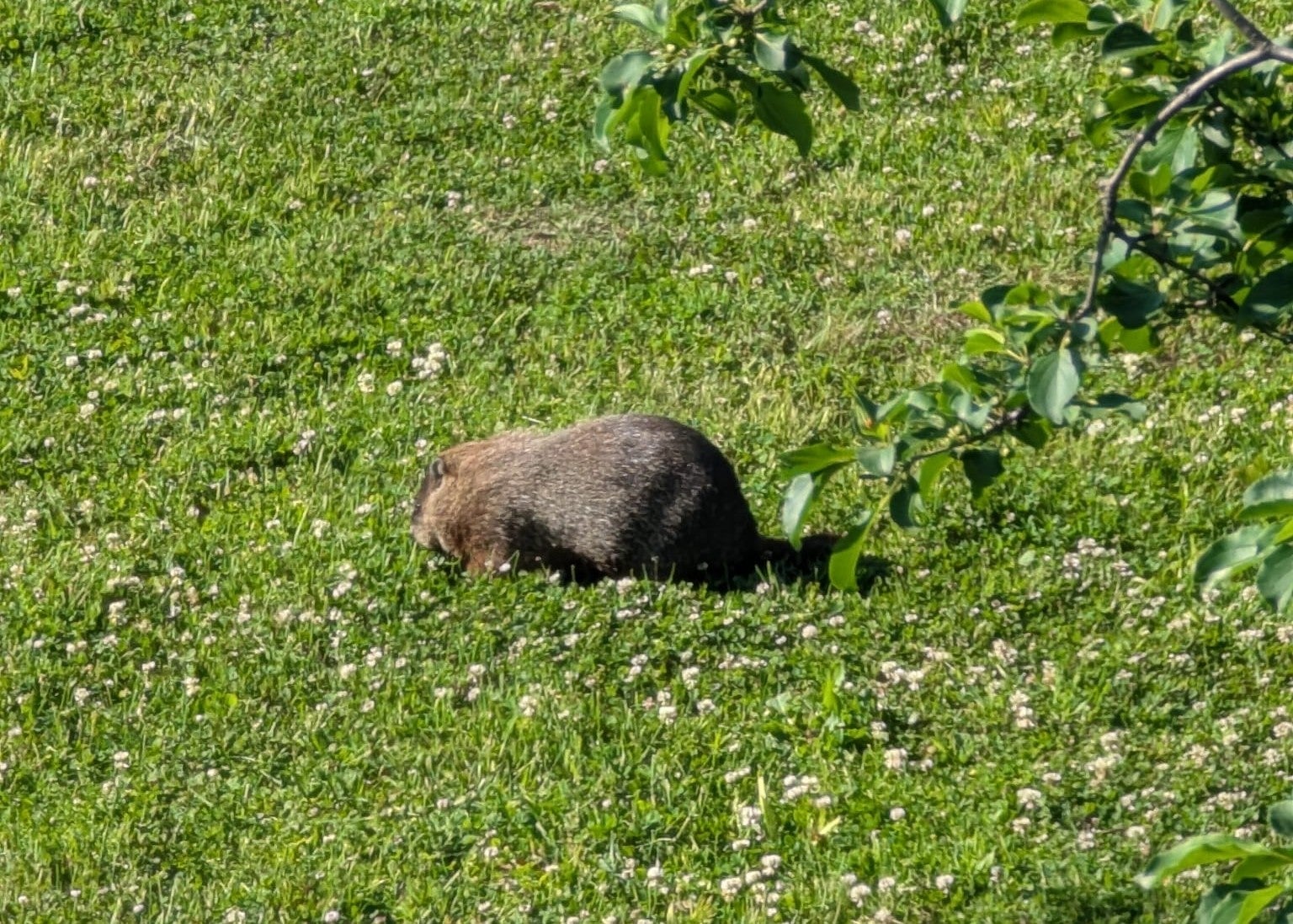 Groundhog na terenima britanske visoke komisije u Ottawi