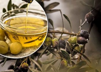 Cijene maslinovog ulja padaju svuda osim u Hrvatskoj! Španjolci plaćaju upola manje…