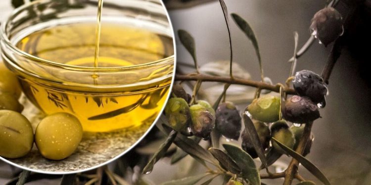 Cijene maslinovog ulja padaju svuda osim u Hrvatskoj! Španjolci plaćaju upola manje…