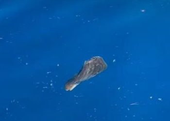 Čuvajte se sunca i pijte dovoljno tekućine: Toplinski val još ne popušta, u subotu će biti najgore