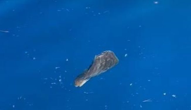 Čuvajte se sunca i pijte dovoljno tekućine: Toplinski val još ne popušta, u subotu će biti najgore