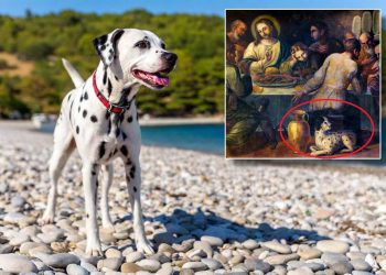 DESTINACIJA DALMACIJA 2 Dalmatinac na “Posljednjoj večeri”