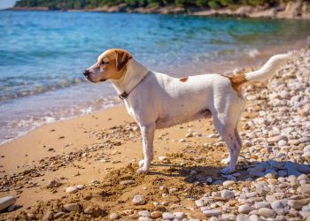 DOBRODOŠLICA ZA KUĆNE LJUBIMCE Istra je postala “pet friendly” destinacija