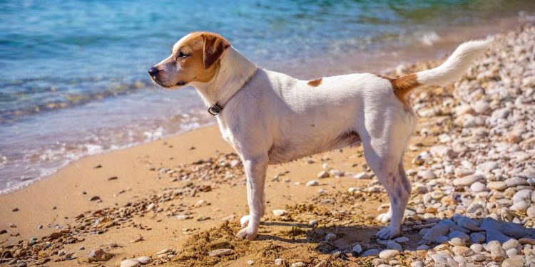 DOBRODOŠLICA ZA KUĆNE LJUBIMCE Istra je postala “pet friendly” destinacija