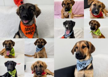 Deset štenaca traži dom! Pronađeni su blizu Dubrovnika, bez hrane, zaklona i brige, a preživjeli su zahvaljujući malo sreće