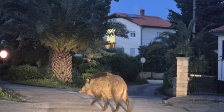 Divlje svinje ruše kante i kopaju vrtove u Premanturi