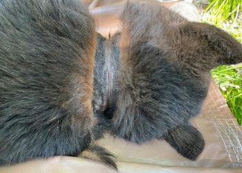 Divlji medvjed napokon je nakon dvije godine uklonjen plastični poklopac iz vrata