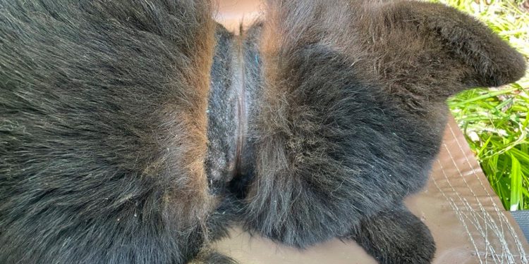 Divlji medvjed napokon je nakon dvije godine uklonjen plastični poklopac iz vrata