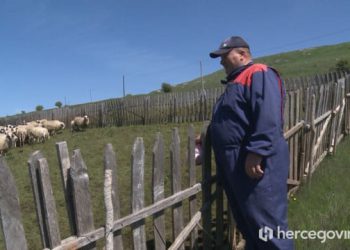 Dok drugi bježe sa sela, Tomislav ostaje: 350 ovaca, vukovi i pošten rad njegova su svakodnevica