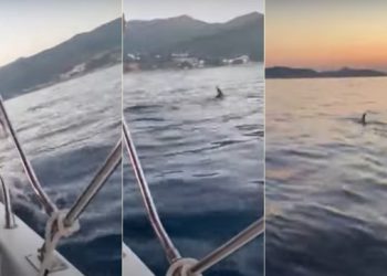 Dupini pozdravili i razveselili posjetitelje u dubrovačkom akvatoriju (VIDEO)