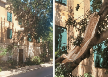 FOTO Splićani upozoravali na veliku opasnost: “O ovome govorimo već mjesecima. Vidjelo se da je star”. Noćas se odlomio rogač na Skalicama