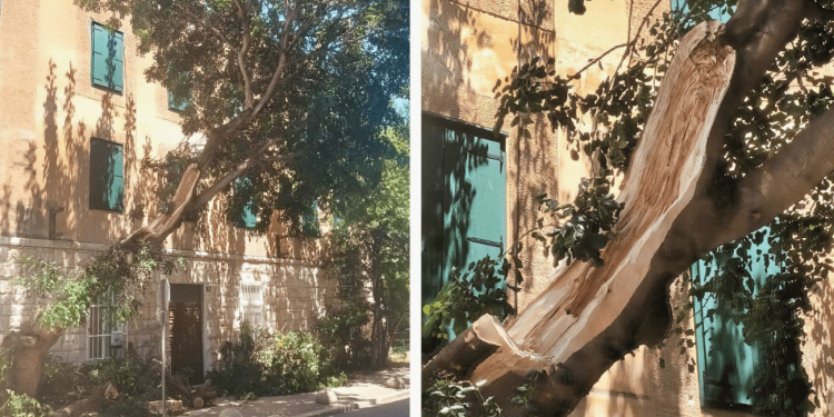 FOTO Splićani upozoravali na veliku opasnost: “O ovome govorimo već mjesecima. Vidjelo se da je star”. Noćas se odlomio rogač na Skalicama